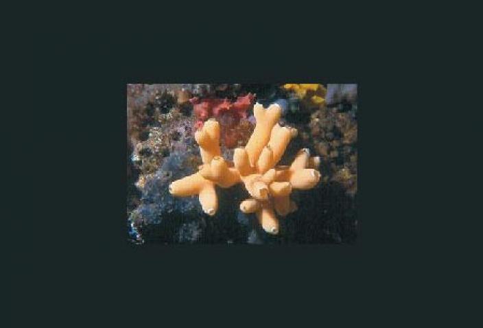 Image of a Calcareous Sponge
